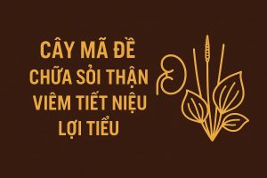 Cây Mã Đề: Thảo Dược Lợi Tiểu, Trị Sỏi Thận và Viêm Đường Tiết Niệu