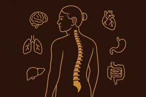 Cột sống – “bản đồ tạng phủ” của con người