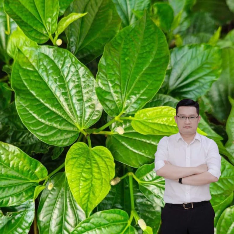 Lá lốt – Bí quyết giảm đau nhức xương khớp an toàn, hiệu quả tại nhà