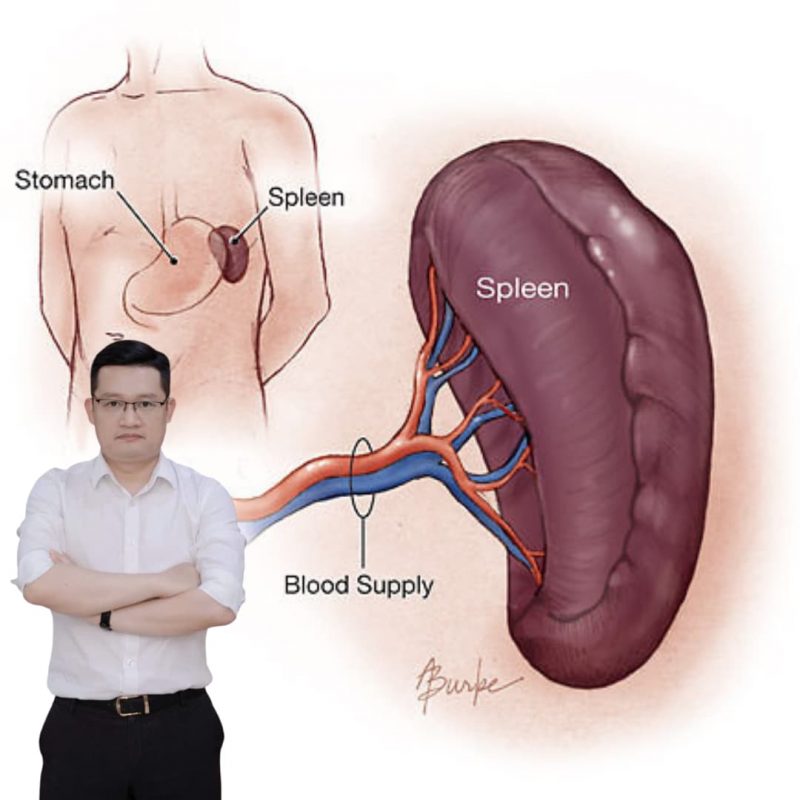 Tỳ Vị – cái gốc của khỏe mạnh, dai sức và thọ lâu