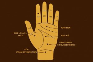 Bản đồ phản xạ lòng bàn tay giúp điều hòa khí huyết và dưỡng sinh mỗi ngày