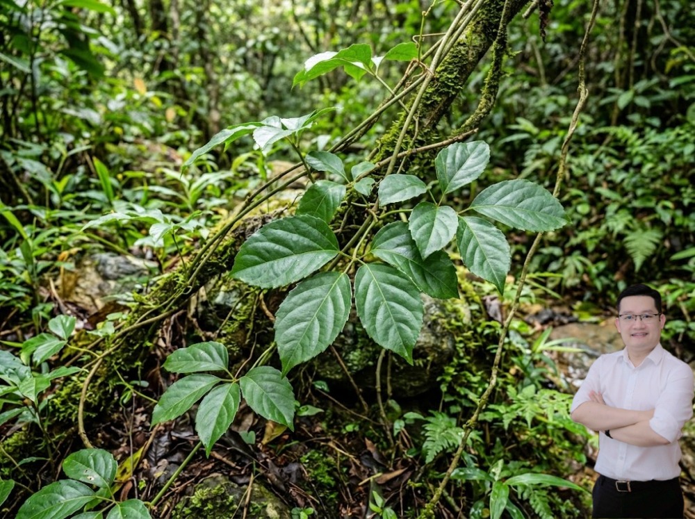 Hoạt chất trong cây tác động trực tiếp vào quá trình lưu thông máu tại ổ khớp, giúp cung cấp dưỡng c