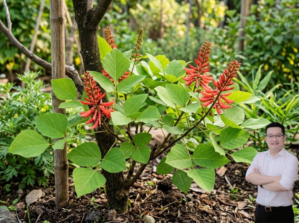 Điều thú vị là loại cây này cực kỳ hợp với thể trạng của người Việt mình – vốn sống trong môi trường