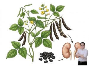 thumb-bai-viet-cay-dau-den-giup-bo-than