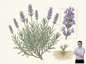 thumb-bai-viet-cay-hoa-oai-huong-giup-chua-dau-co