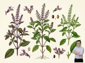 thumb-bai-viet-cay-huong-nhu-chua-mat-ngu