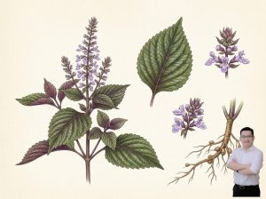 thumb-bai-viet-cay-la-tia-to-tri-dau-lung-va-khop