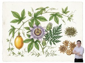 thumb-bai-viet-cay-lac-tien-giup-giam-dau-nhuc-co