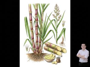 thumb-bai-viet-cay-mia-lau-chua-tieu-dem