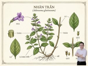 thumb-bai-viet-cay-nhan-tran-giup-ngu-ngon