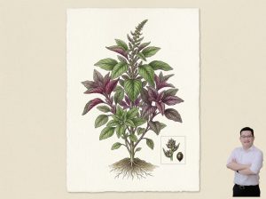 thumb-bai-viet-cay-rau-den-chua-dau-co-bap