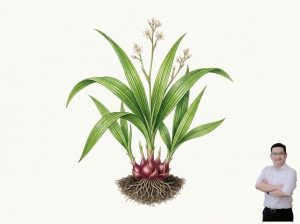 thumb-bai-viet-cay-sam-dai-hanh-ho-tro-giac-ngu