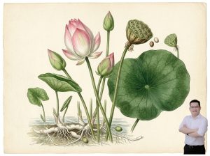 thumb-bai-viet-cay-sen-bup-giup-thanh-nhiet-than