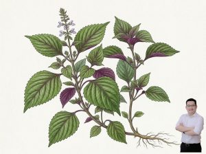 thumb-bai-viet-cay-tia-to-chua-tieu-dem