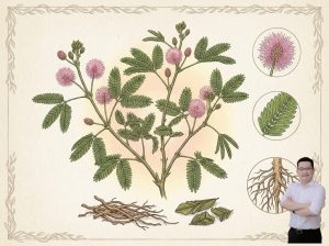 thumb-bai-viet-cay-trinh-nu-giup-an-than