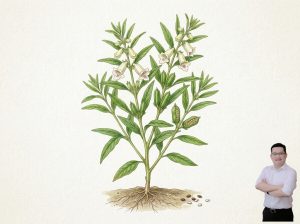 thumb-bai-viet-cay-vung-giup-tri-dau-co