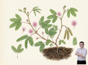 thumb-bai-viet-cay-xau-ho-giup-giam-viem-khop